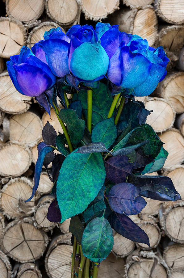 Purple & Blue Tinted Roses