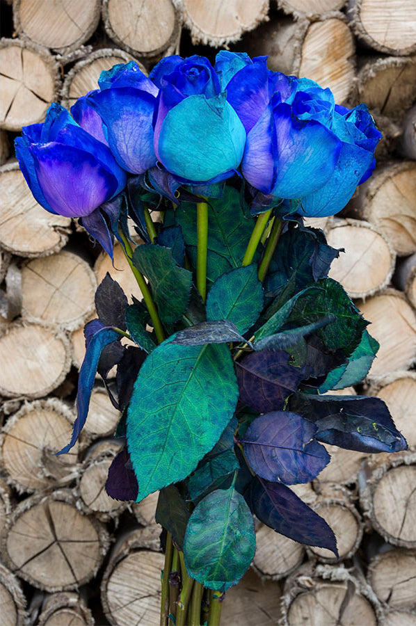 Purple & Blue Tinted Roses