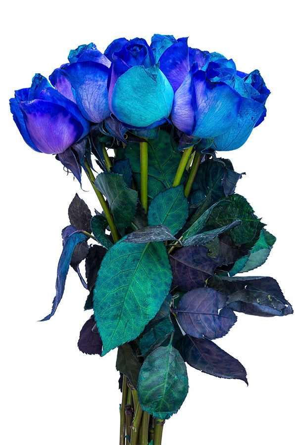 Purple & Blue Tinted Roses