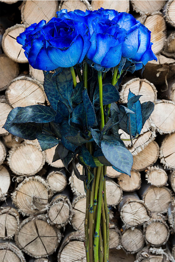 Blue Tinted Roses