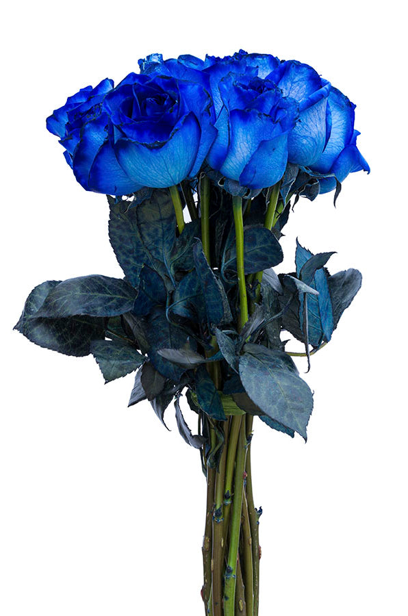 Blue Tinted Roses