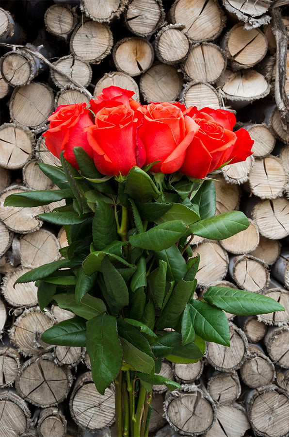 Star 2000 Rose