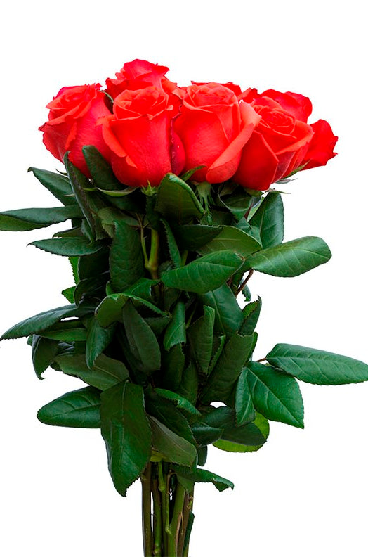 Star 2000 Rose