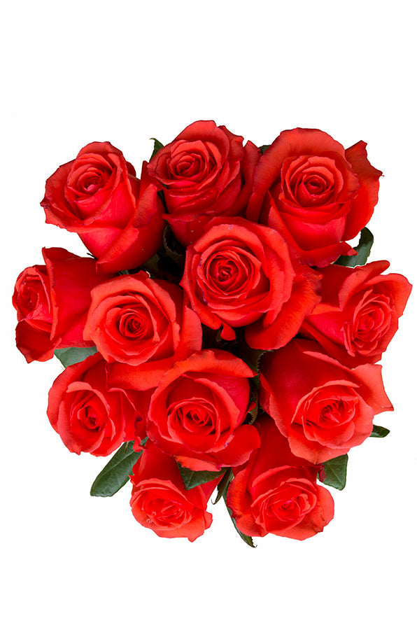 Star 2000 Rose