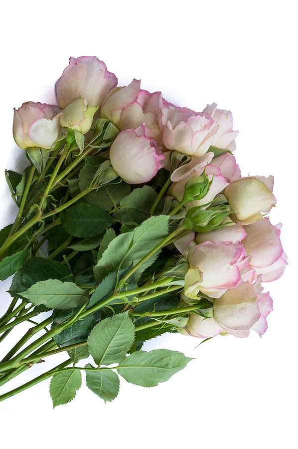 Cream & Light Pink Spray Roses