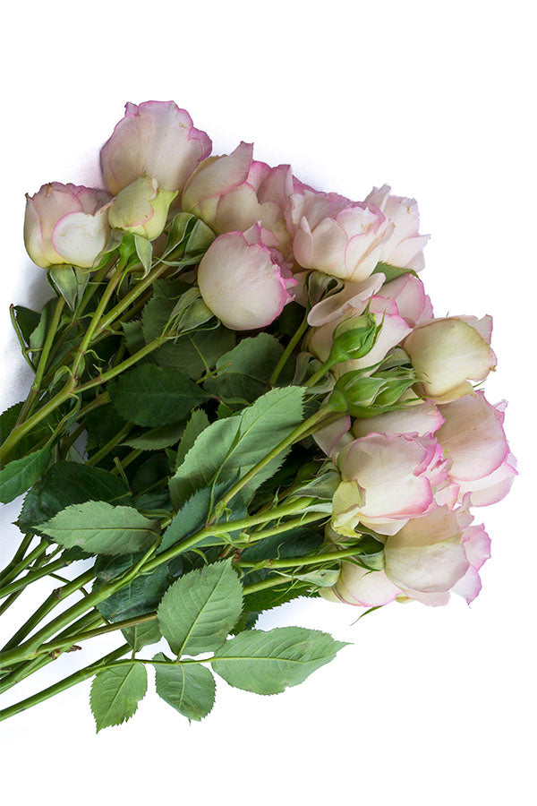 Cream & Light Pink Spray Roses