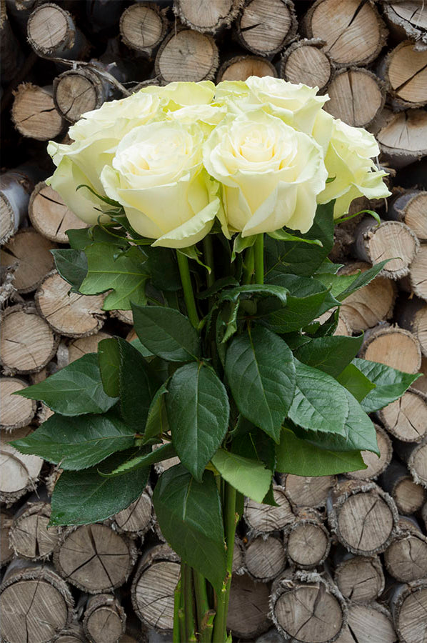 Mondial White Rose