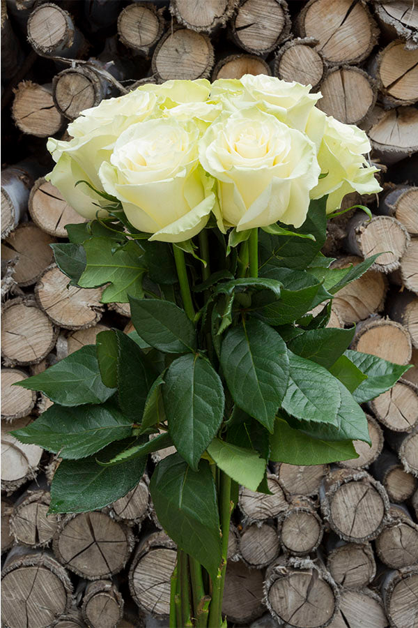 Mondial White Rose