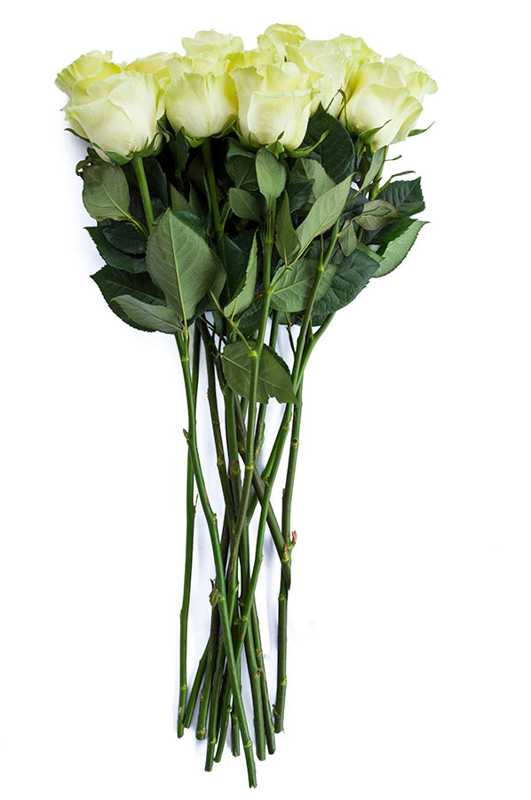 Mondial White Rose