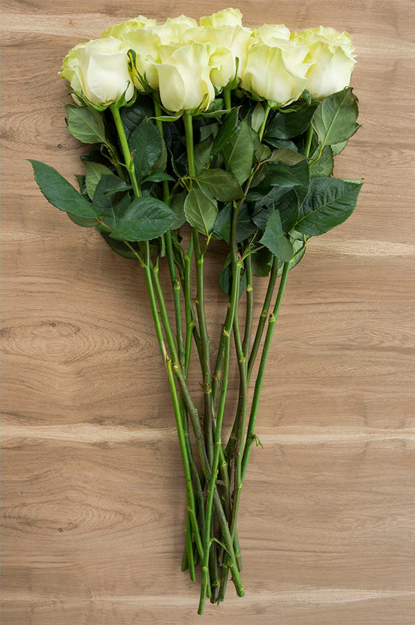 Mondial White Rose