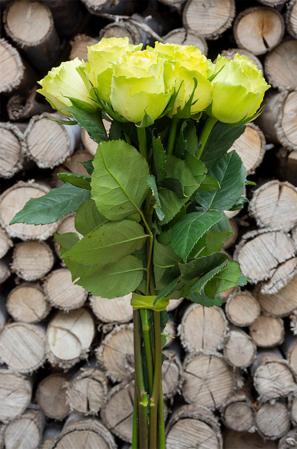 Limbo Green Rose