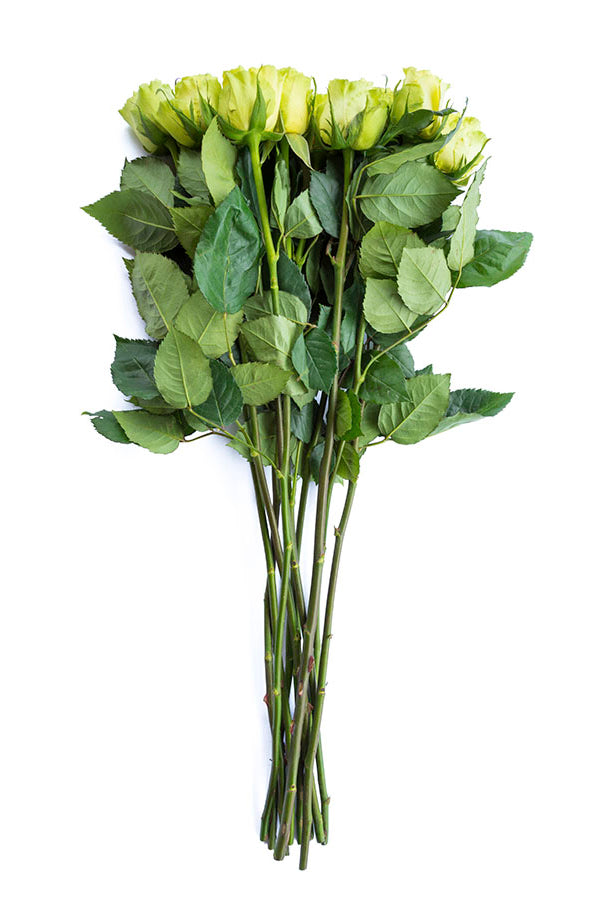 Limbo Green Rose