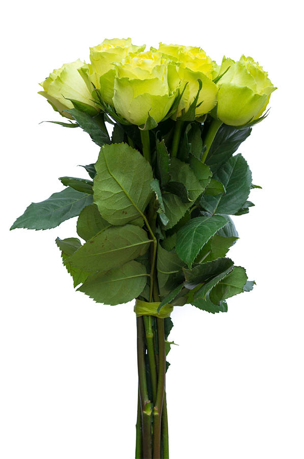 Limbo Green Rose