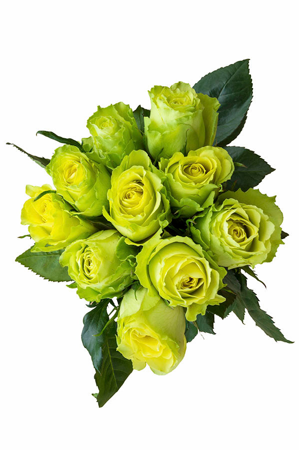 Limbo Green Rose