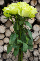 Super Green Garden Rose