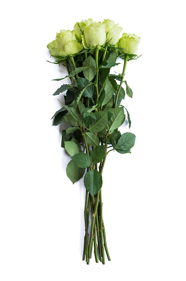 Super Green Garden Rose