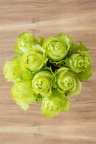 Super Green Garden Rose