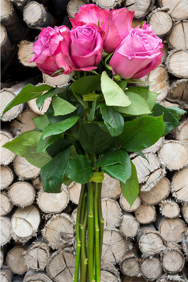 Purple Cezanne Rose