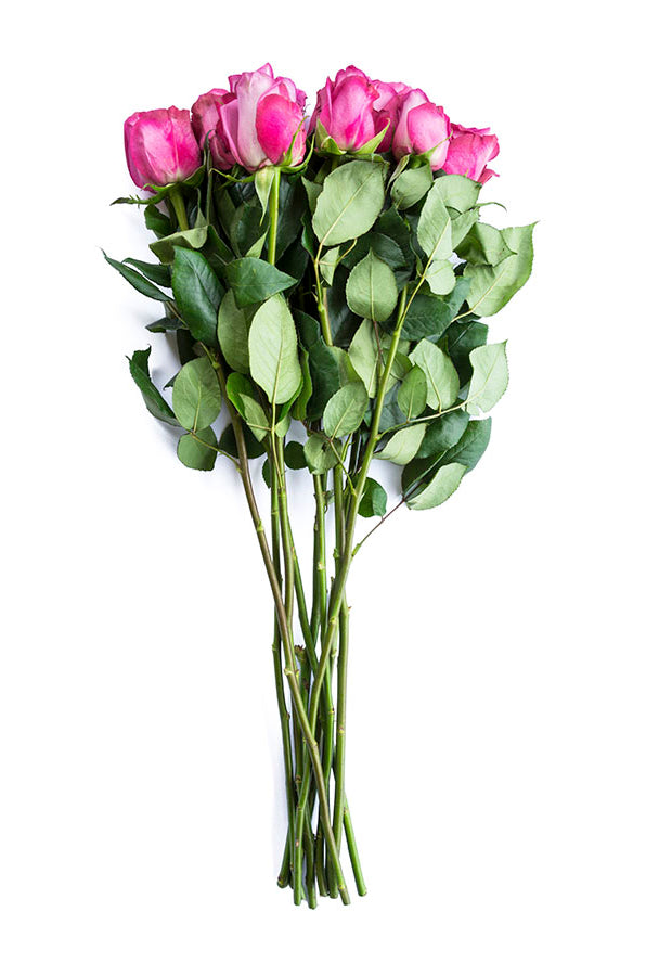 Purple Cezanne Rose