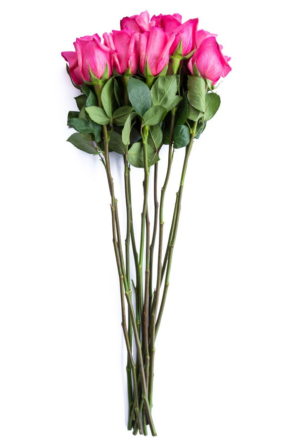 Hot Pink Roses - flowerexplosion.com