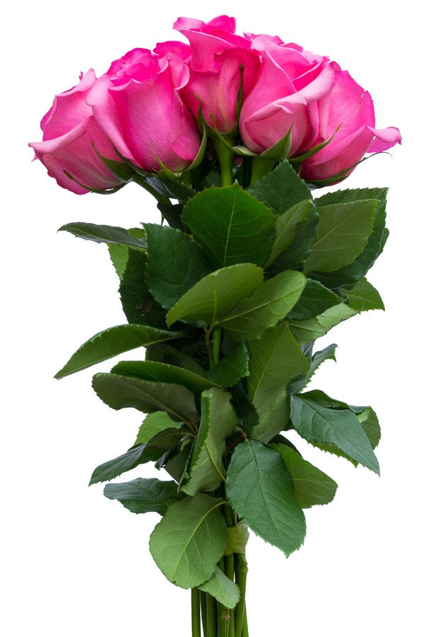 Topaz Hot Pink Rose | Hot Pink Roses | Pink Bulk Roses