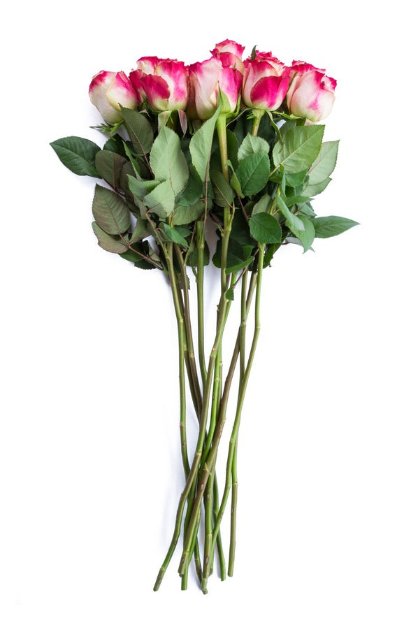 Malibu Pink and White Rose - flowerexplosion.com