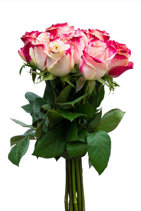 Malibu Pink and White Rose - flowerexplosion.com