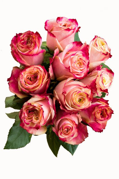 Malibu Pink and White Rose - flowerexplosion.com