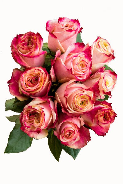 Malibu Pink and White Rose - flowerexplosion.com