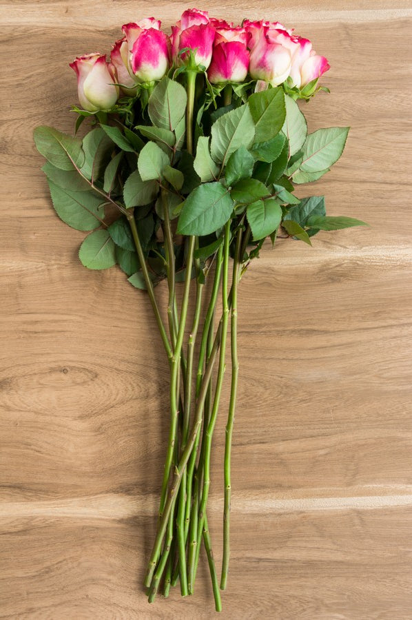 Malibu Pink and White Rose - flowerexplosion.com