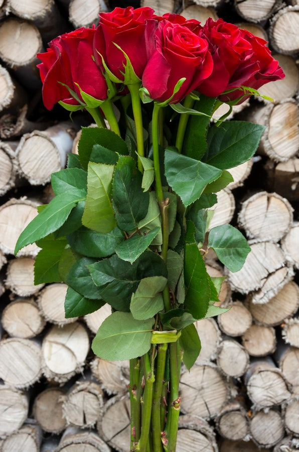 Freedom Red Rose - flowerexplosion.com