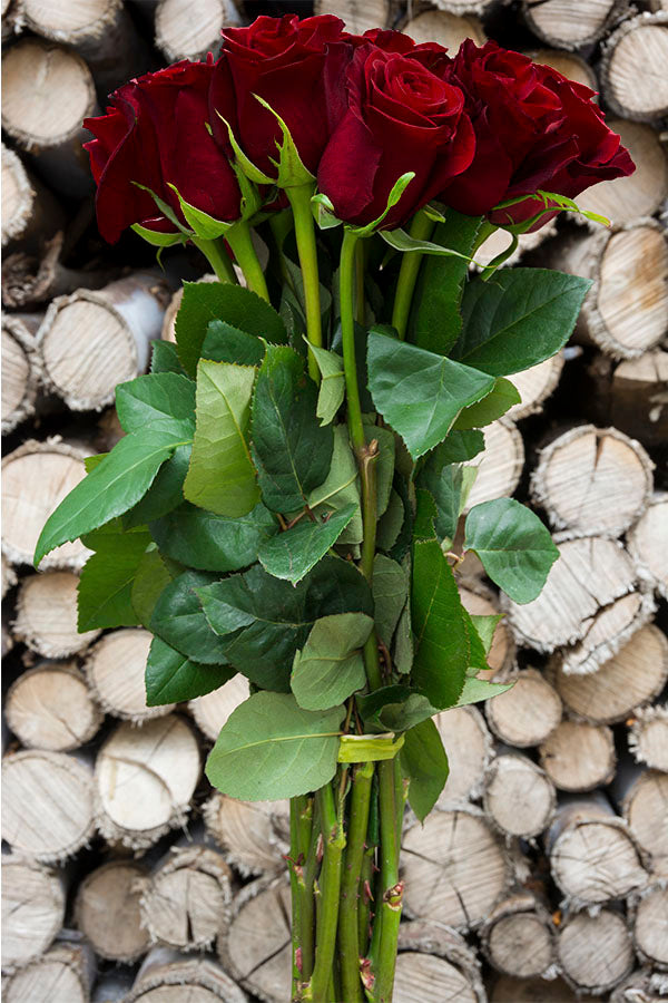 Black Baccara Red Roses