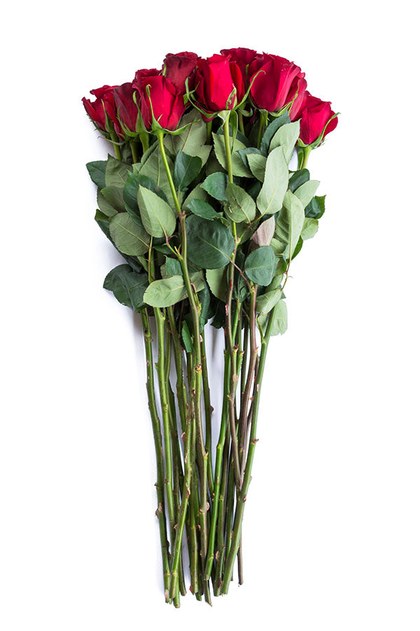 red paris roses side view