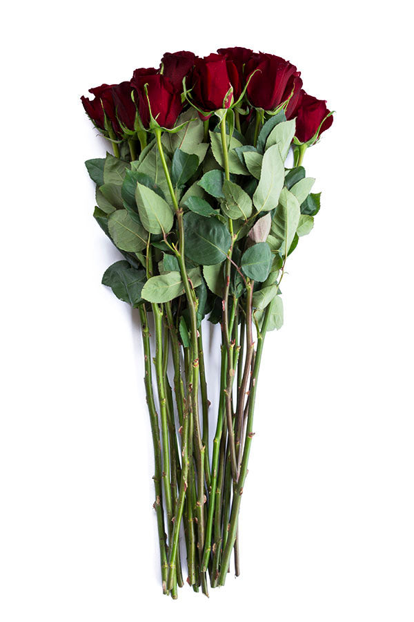 Black Baccara Rose Stems