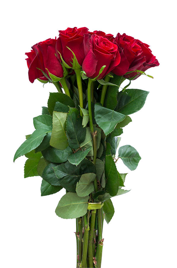 Red Paris Roses