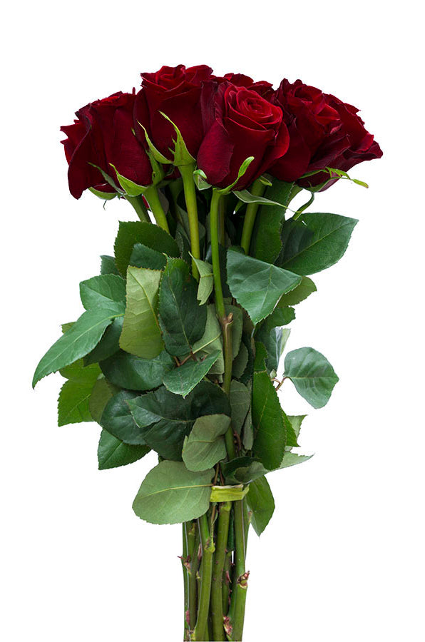 Black Baccara Roses