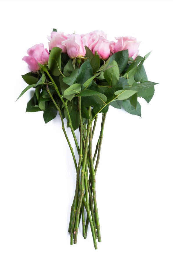 Titanic Light Pink Rose