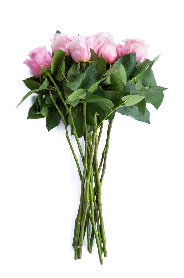 Titanic Light Pink Rose