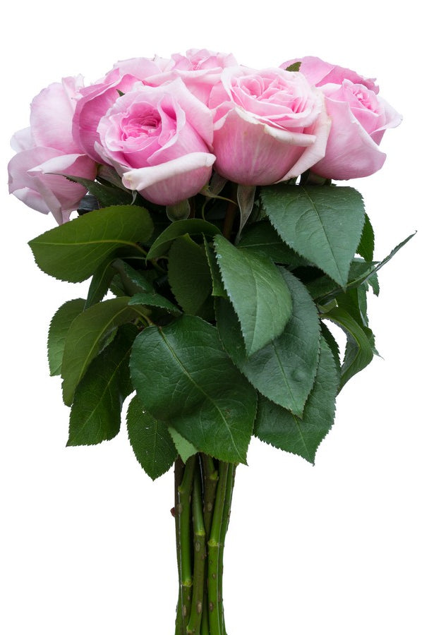 Titanic Light Pink Rose