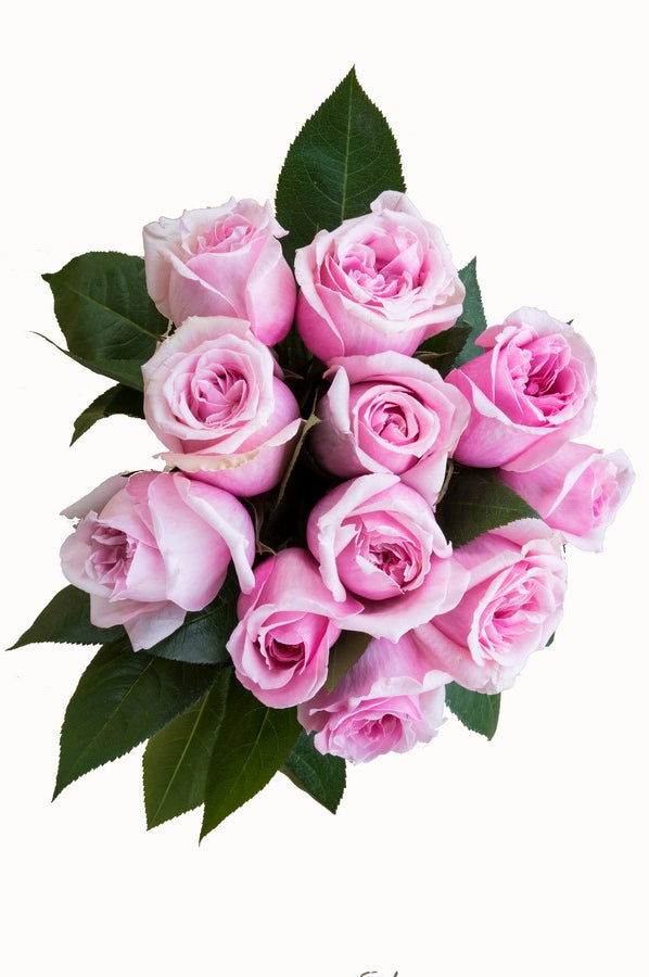 Titanic Light Pink Rose