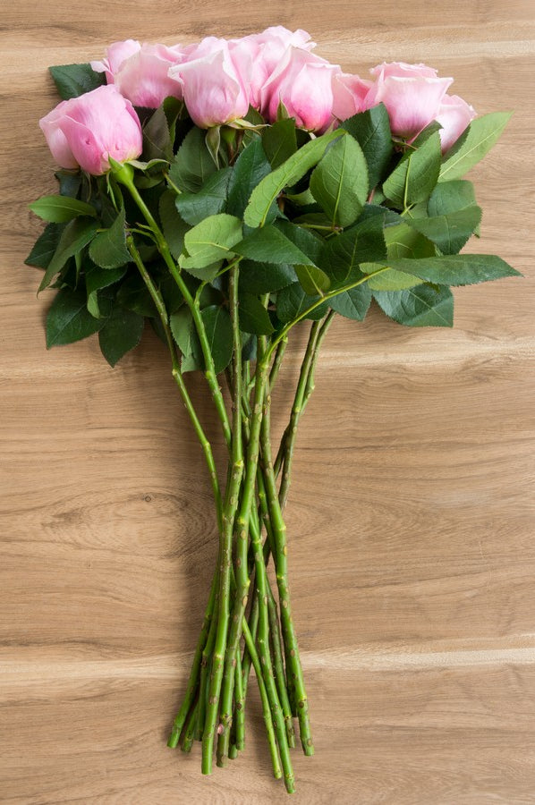 Titanic Light Pink Rose