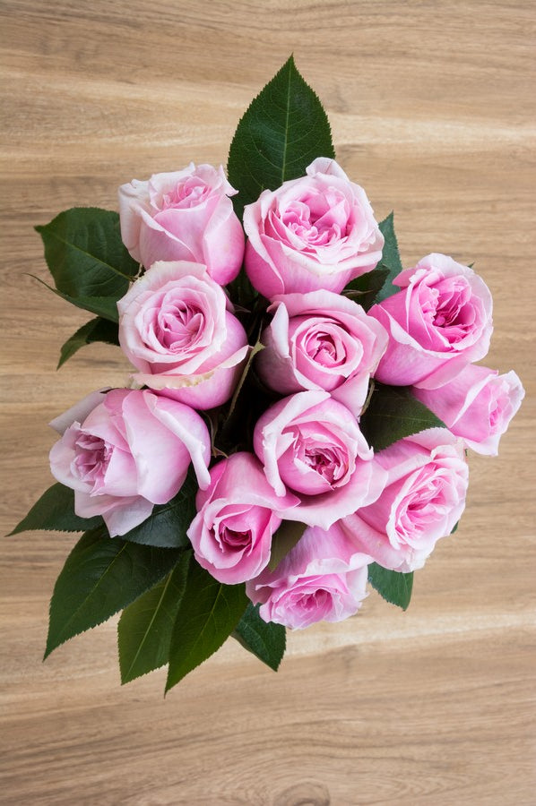 Titanic Light Pink Rose
