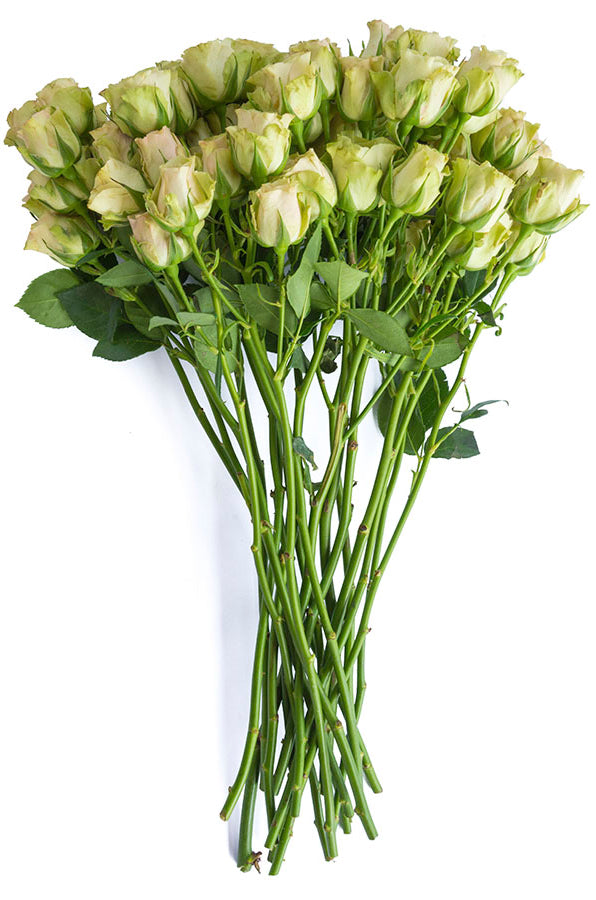 Green Spray Roses - flowerexplosion.com
