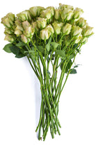 Green Spray Roses - flowerexplosion.com