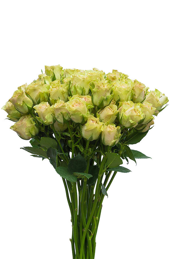 Green Spray Roses - flowerexplosion.com