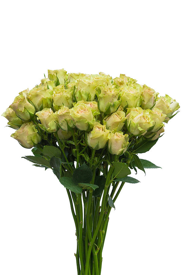 Green Spray Roses - flowerexplosion.com