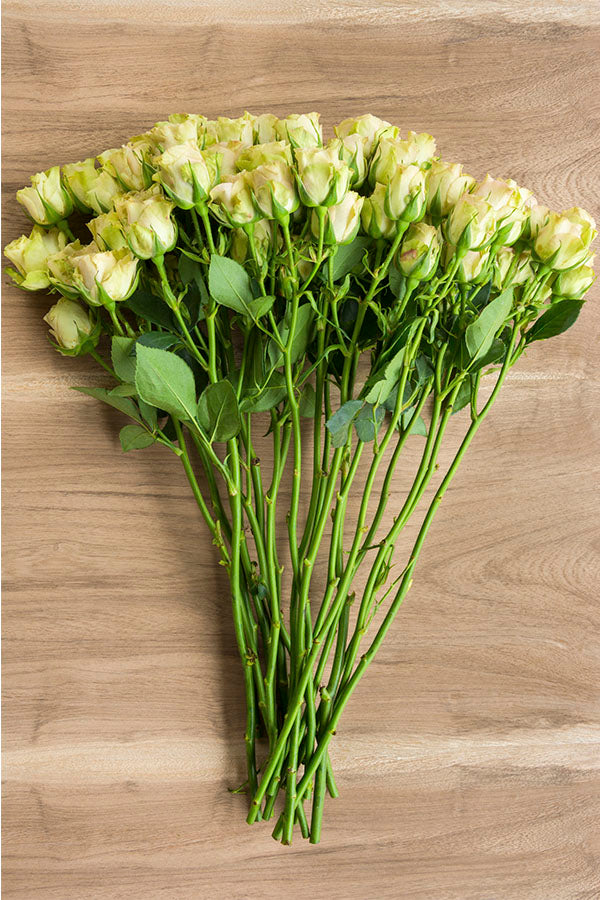 Green Spray Roses - flowerexplosion.com
