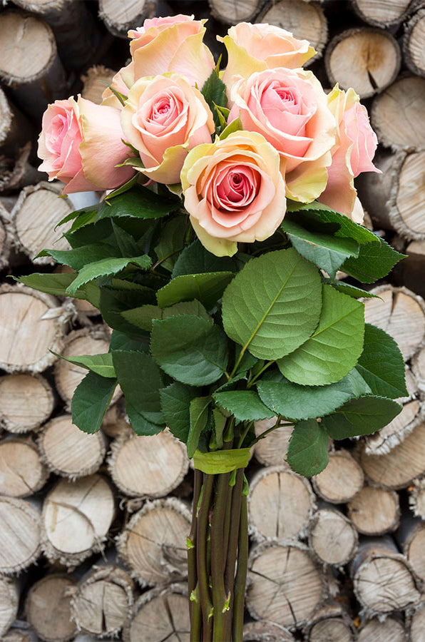 Faith Lavender Antique Rose