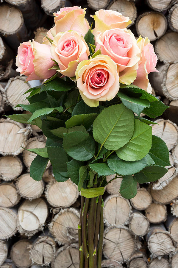 Faith Lavender Antique Rose