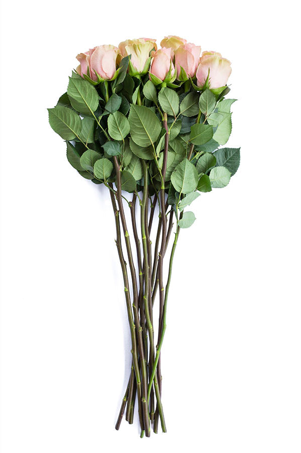 Faith Lavender Antique Rose